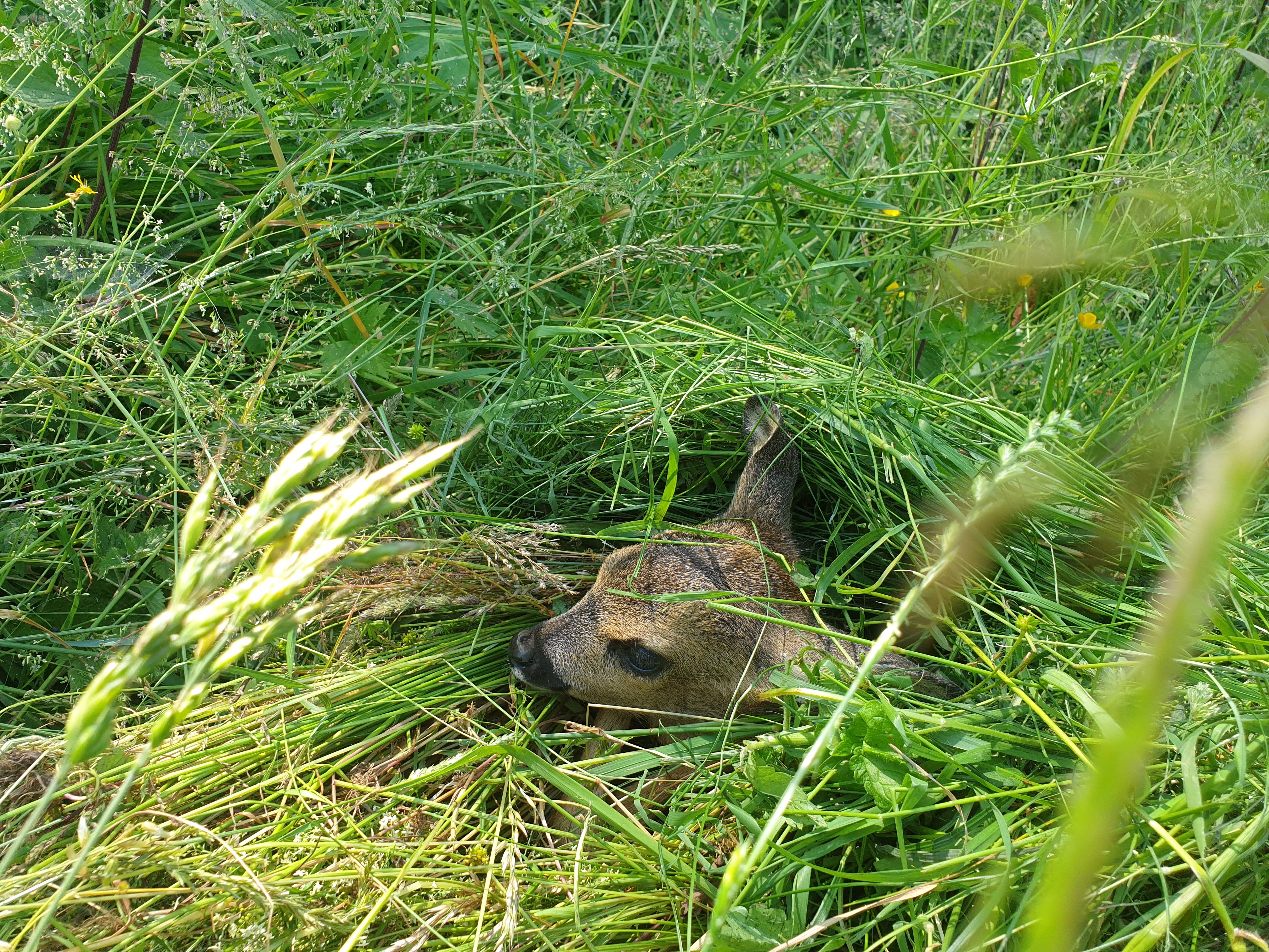 Das soeben freigelassene Kitz duckt sich im Gras